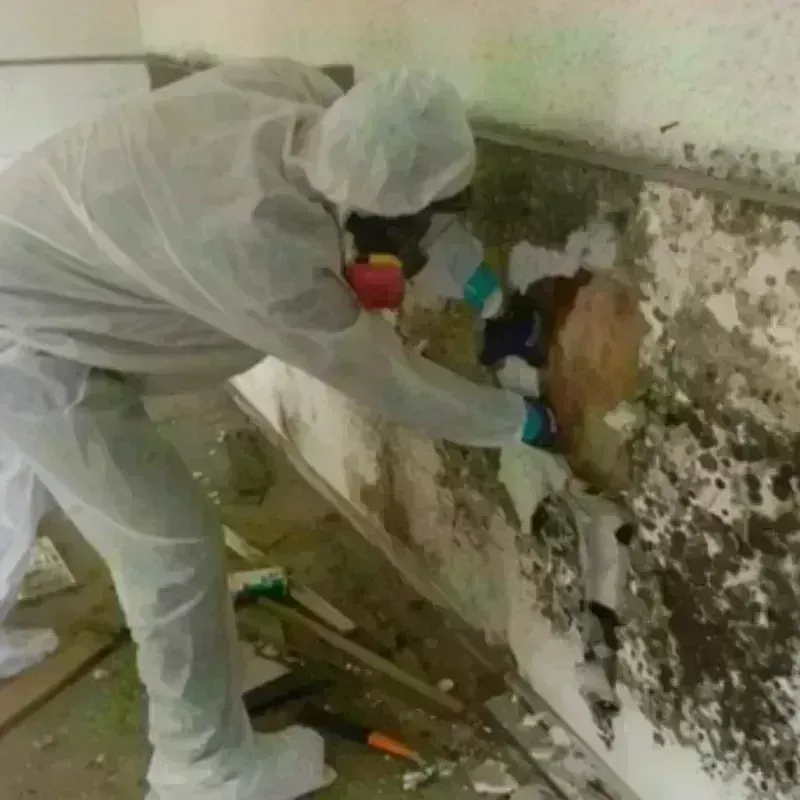 Mold Remediation and Removal in Milan, NM